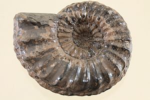 Ammoniten 3497